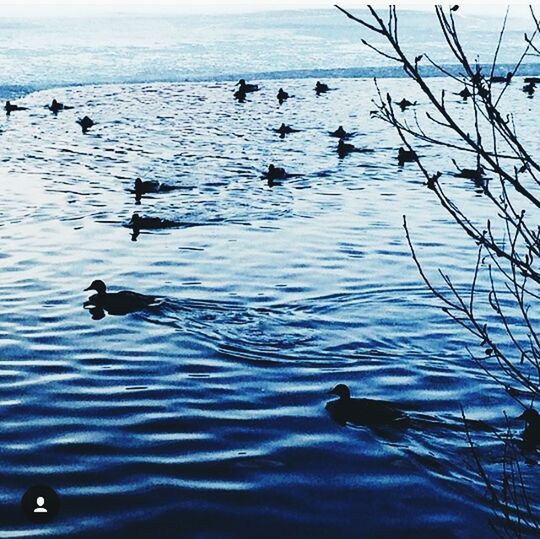 VIEW OF BIRDS IN WATER