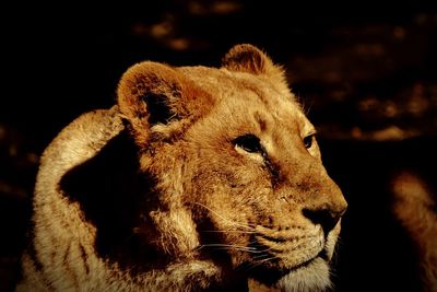 Close-up of a cat looking away
