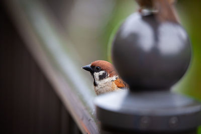 Close-up of bird perching