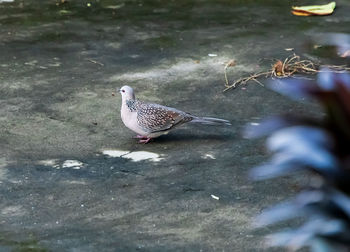High angle view of bird perching on a land