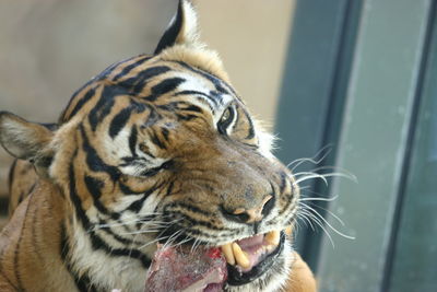 Close-up of a cat