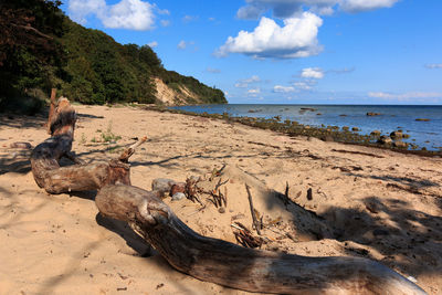 Driftwood on beach against sky