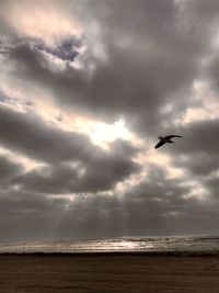 Bird flying over sea against sky