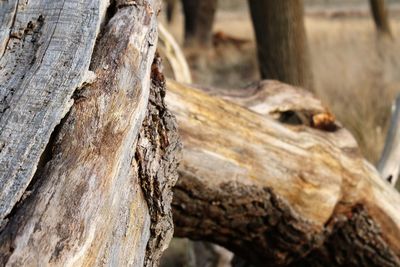 Close-up of tree trunk