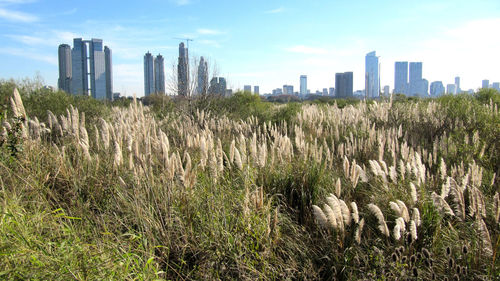 Plants growing on field