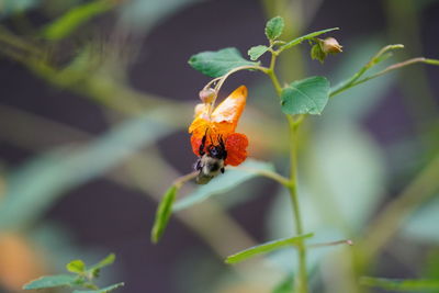 Close-up of insect pollinating on flower