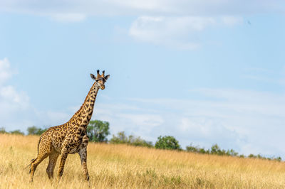 Giraffe in grass against sky