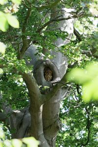 Low angle view of a tree