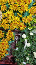 Close-up of yellow flowers