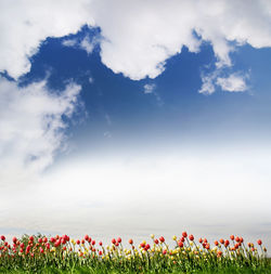 Close-up of flowers against sky