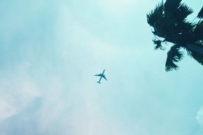 Low angle view of airplane flying in sky