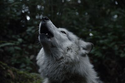 Close-up of wolf