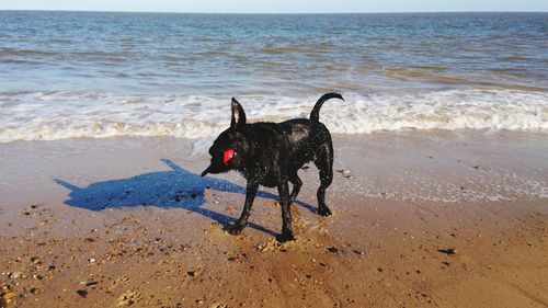 Black dog on beach shaking off