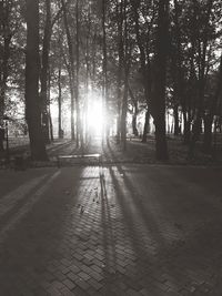 Footpath amidst trees in forest