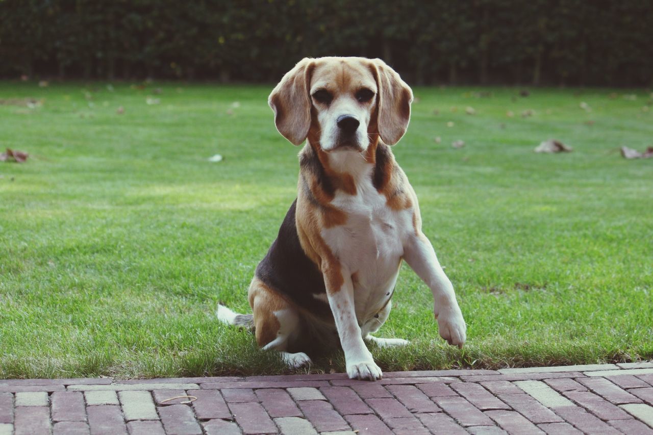 domestic animals, animal themes, pets, one animal, mammal, dog, grass, field, portrait, green color, grassy, looking at camera, standing, full length, sitting, outdoors, no people, pet collar, focus on foreground, day