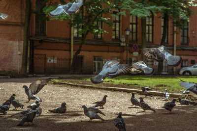 Pigeons in a city