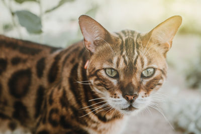 Close-up portrait of tabby cat