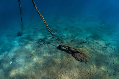 Close-up of fish swimming in sea