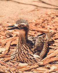 Close-up of bird