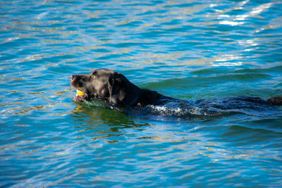 Portrait of dog swimming in lake