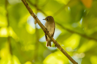 Close-up of bird perching on branch