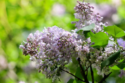 Close-up of purple flowering plant