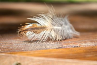 Close-up of feather on table