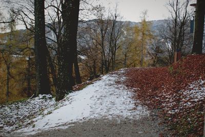 Road amidst trees against sky during winter