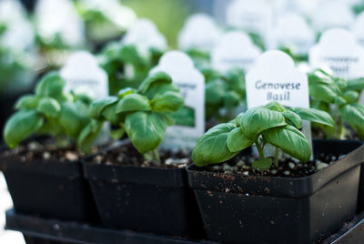 Close-up of vegetables in container