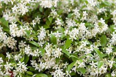 Close-up of white flowering plants