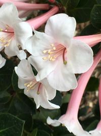 Close-up of fresh white flowers