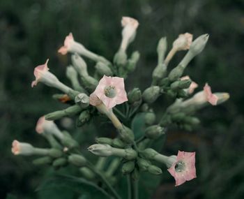 Close-up of pink flowering plant