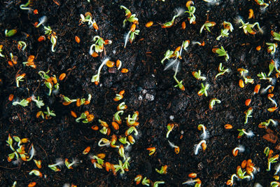 High angle view of plants growing on field