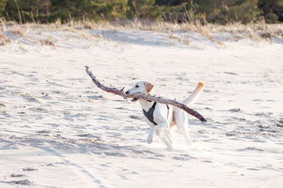 Golden labrador retriever dog on the beach playing with a stick.