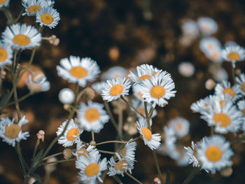 Close-up of white flowering plants