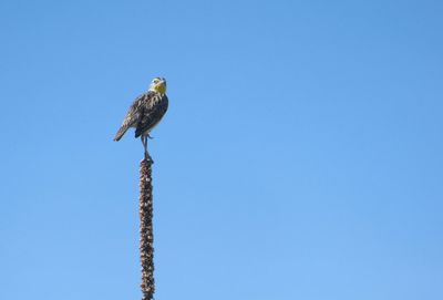 Low angle view of bird perching on wooden post against sky