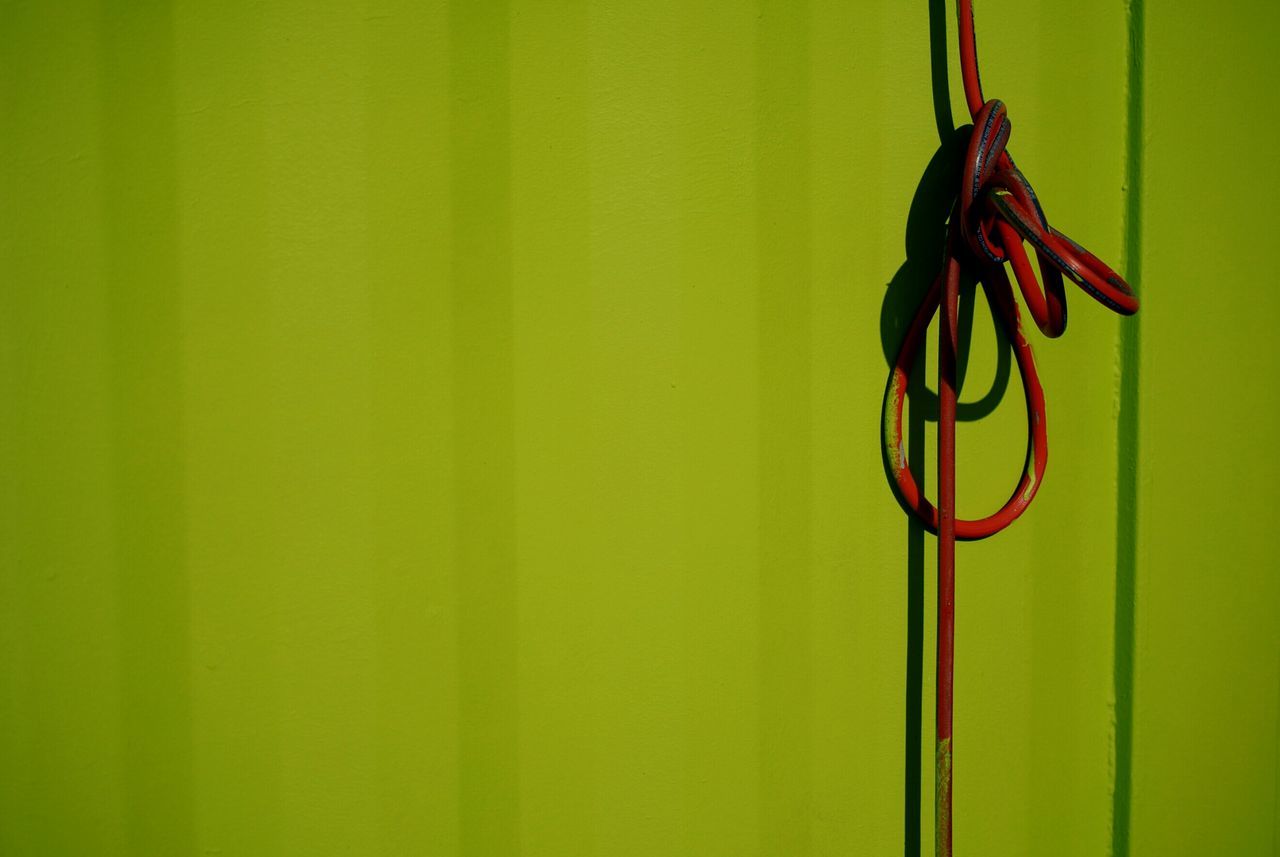 close-up, wall - building feature, indoors, flower, stem, focus on foreground, yellow, no people, plant, wall, day, growth, one animal, fragility, insect, nature, curtain, selective focus, hanging, animal themes