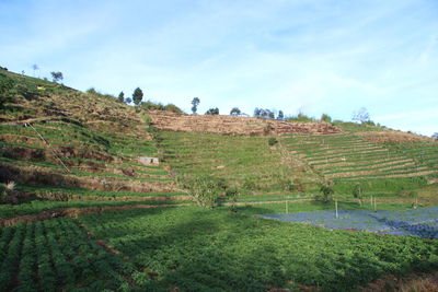 Scenic view of agricultural field against sky