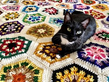 domestic animals