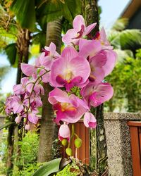 Close-up of pink bougainvillea blooming outdoors