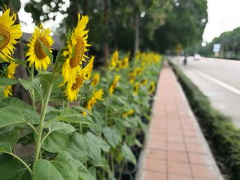 Close-up of yellow flowers growing in field