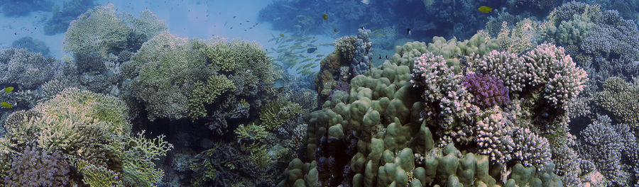 Wide angle views of the magnificent coral formations in the red sea, egypt