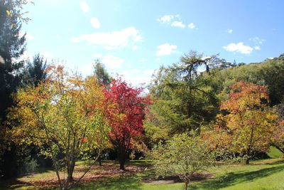 Trees in park