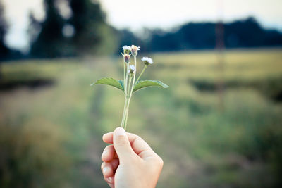 Close-up of hand holding rose plant