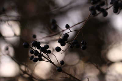 Low angle view of berries growing on tree