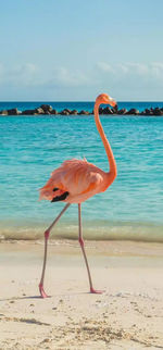 Bird on beach against sky