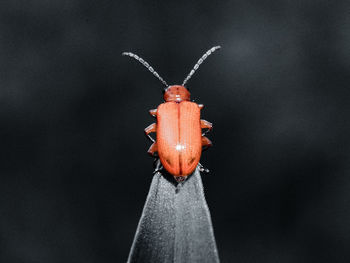 Close-up of insect against black background