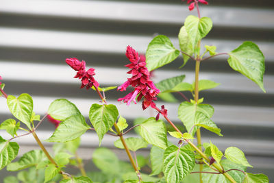 Close-up of red flowering plant leaves