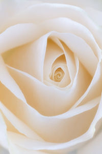 Close-up of white rose