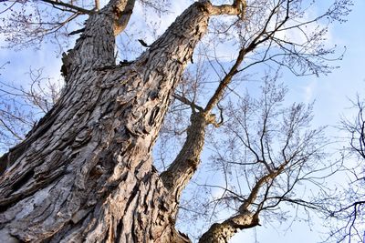 Low angle view of bare tree against clear sky